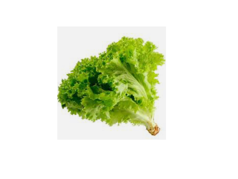 Lechuga Crespa agroecológica