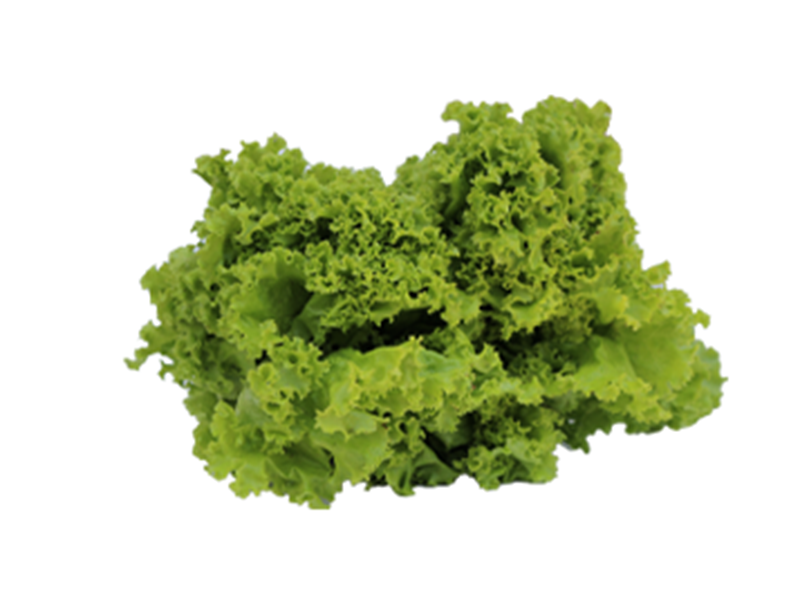 Lechuga crespa - Unidad