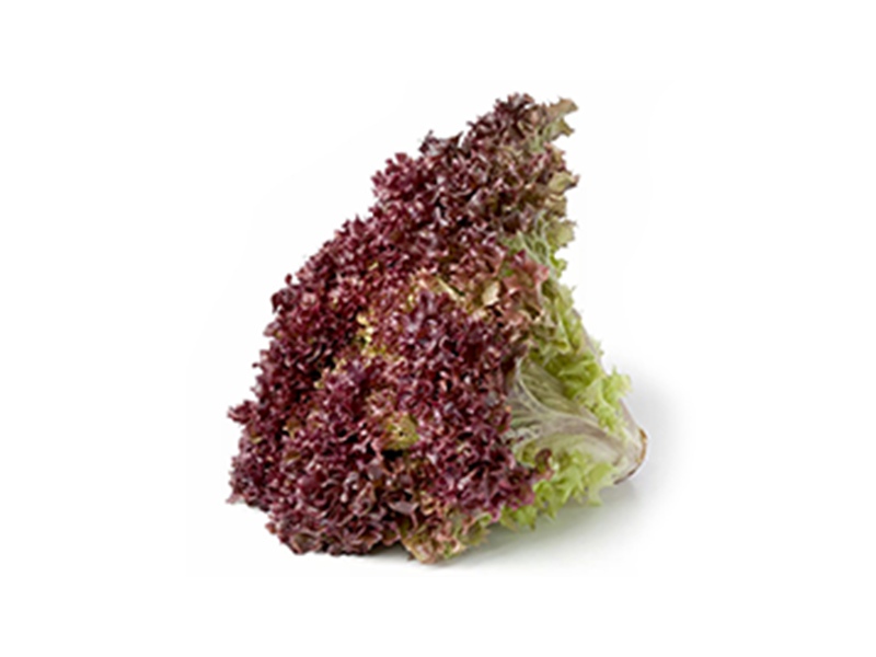 Lechuga Morada - Unidad