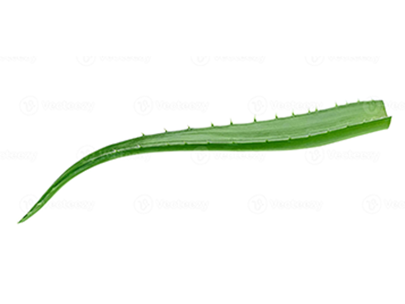 Hoja de sábila (Unidad)